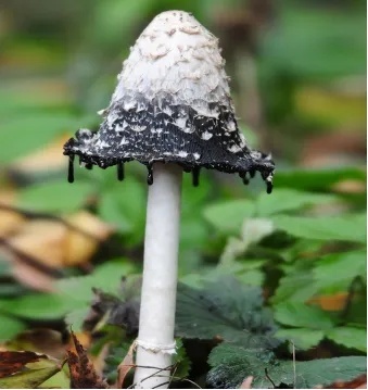 上海网友集中晒蘑菇 梅雨季“新朋友”频现，慎食！