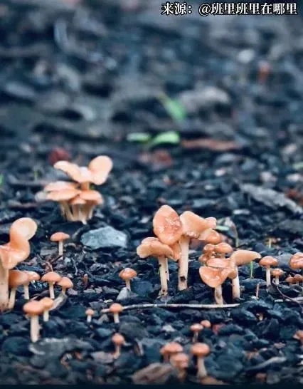 上海网友集中晒蘑菇 梅雨季“新朋友”频现，慎食！